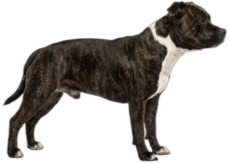 Staffordshire Bullterrier