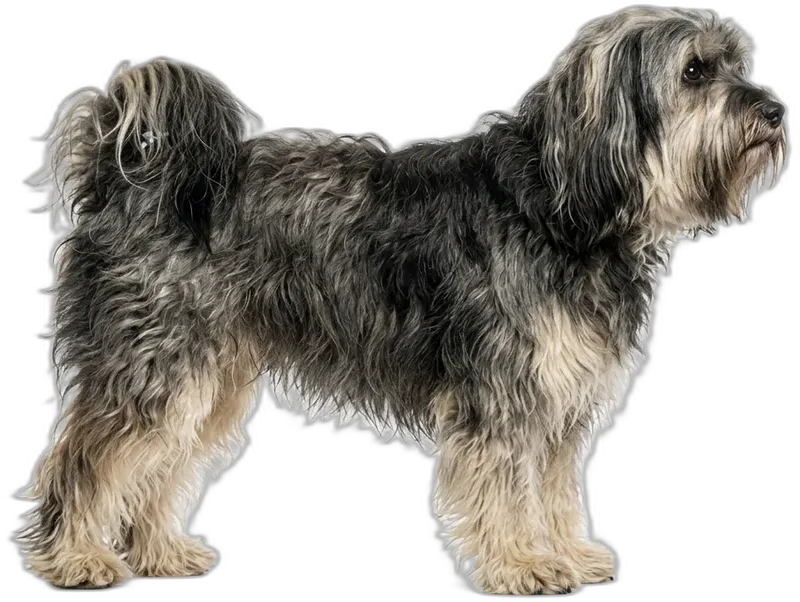 Tibetan Terrier