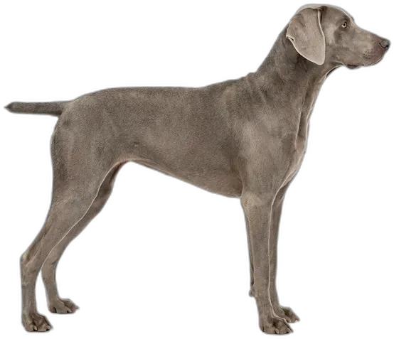 Weimaraner