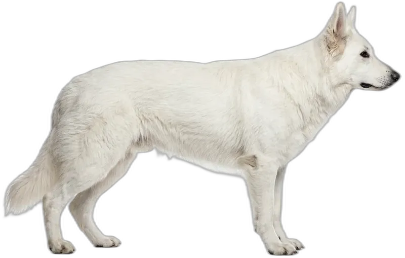 White Swiss Shepherd Dog