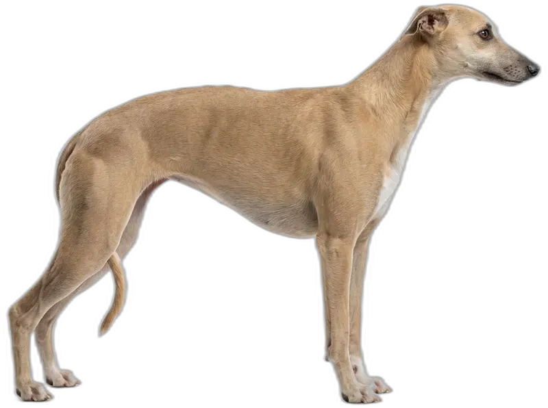 Whippet