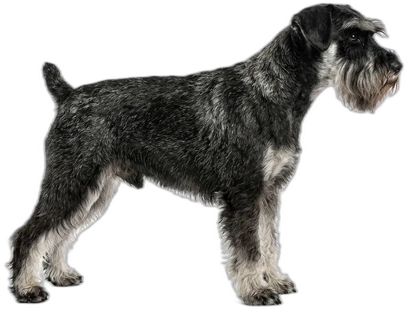 Miniature Schnauzer