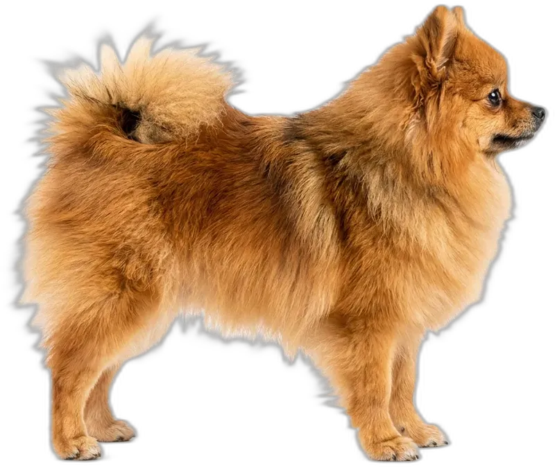 Pomeranian