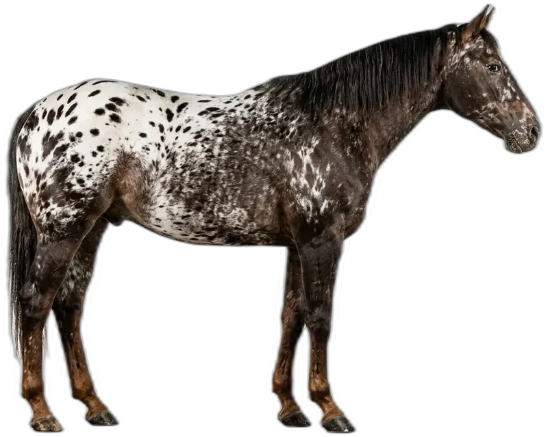 Appaloosa