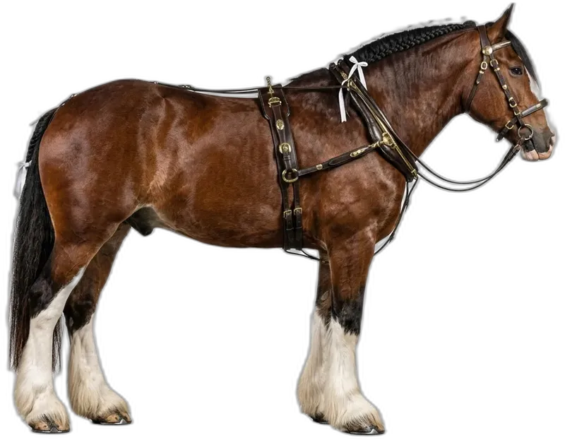 Clydesdale