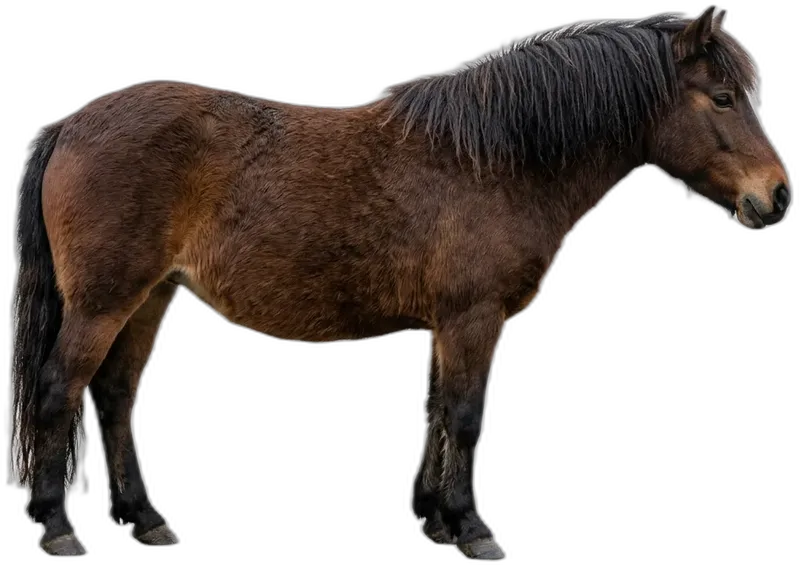 Dartmoor Pony