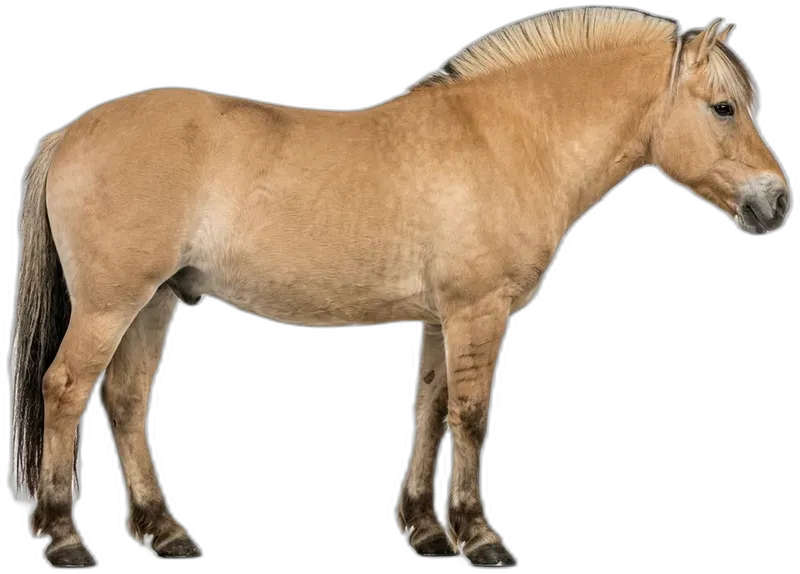 Fjord horse