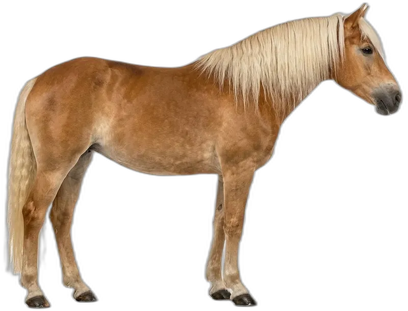 Haflinger
