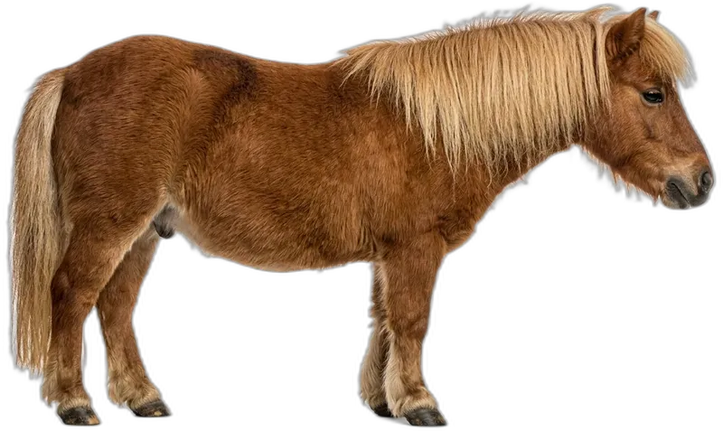 Mini-Shetlandpony