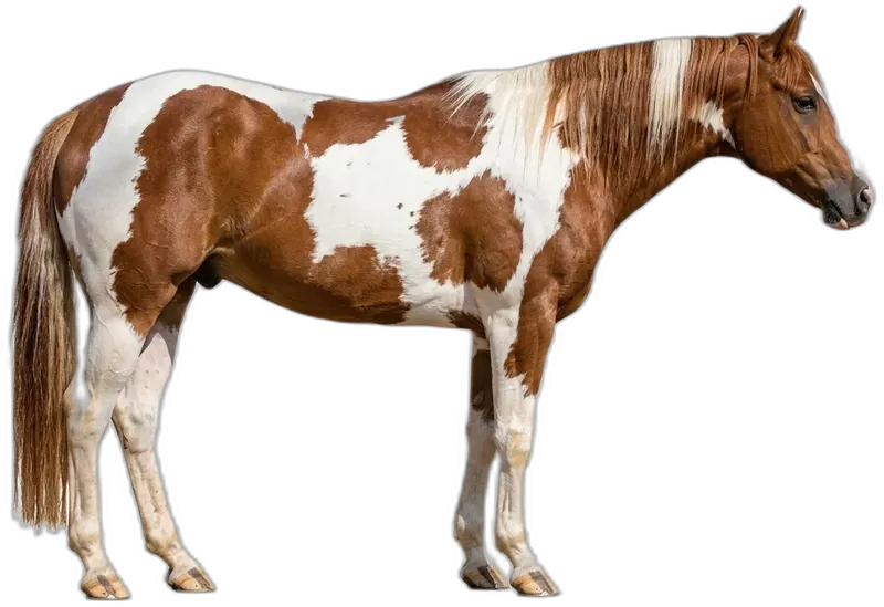American Paint Horse