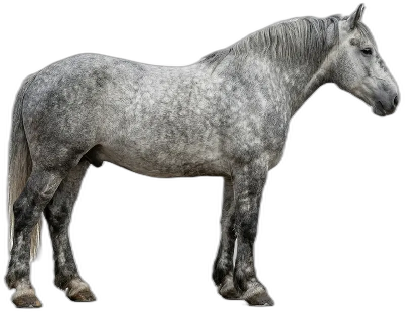 Percheron