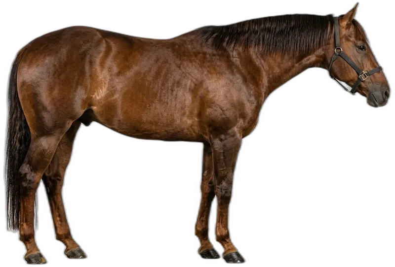 American Quarter Horse