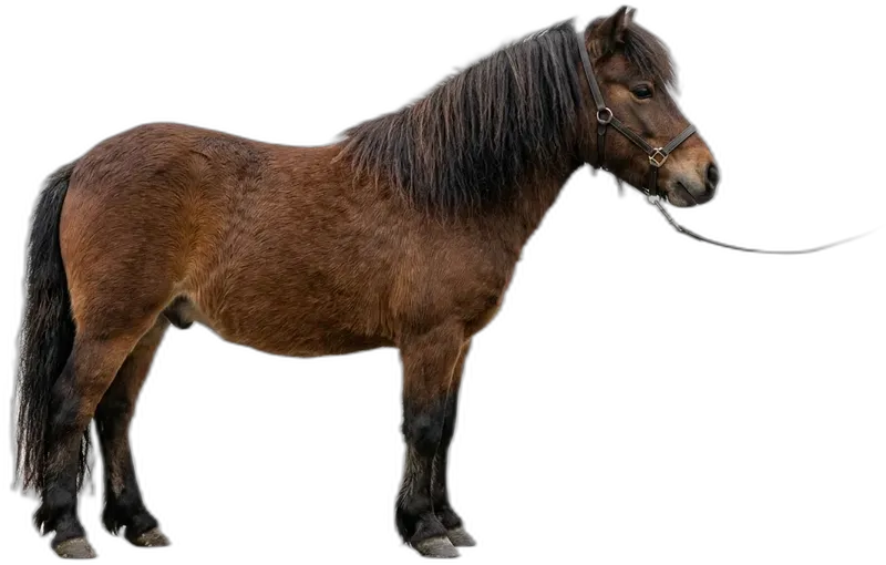 Shetlandpony