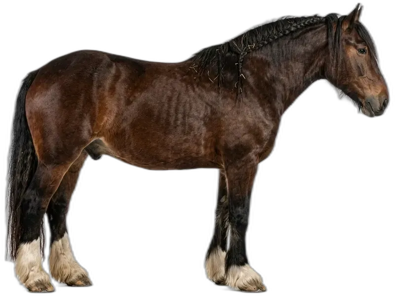 Shire Horse