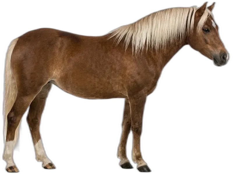 Welsh Pony